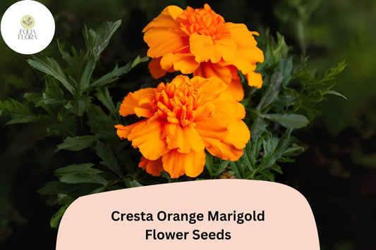 Cresta Orange Marigold Seeds | Tagetes erecta, Cut Flowers