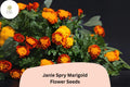 Janie Spry Marigold Seeds | French Marigold, Yellow-Red Blooms
