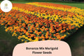 Bonanza Mix Marigold Seeds | Dwarf French Marigold Blend