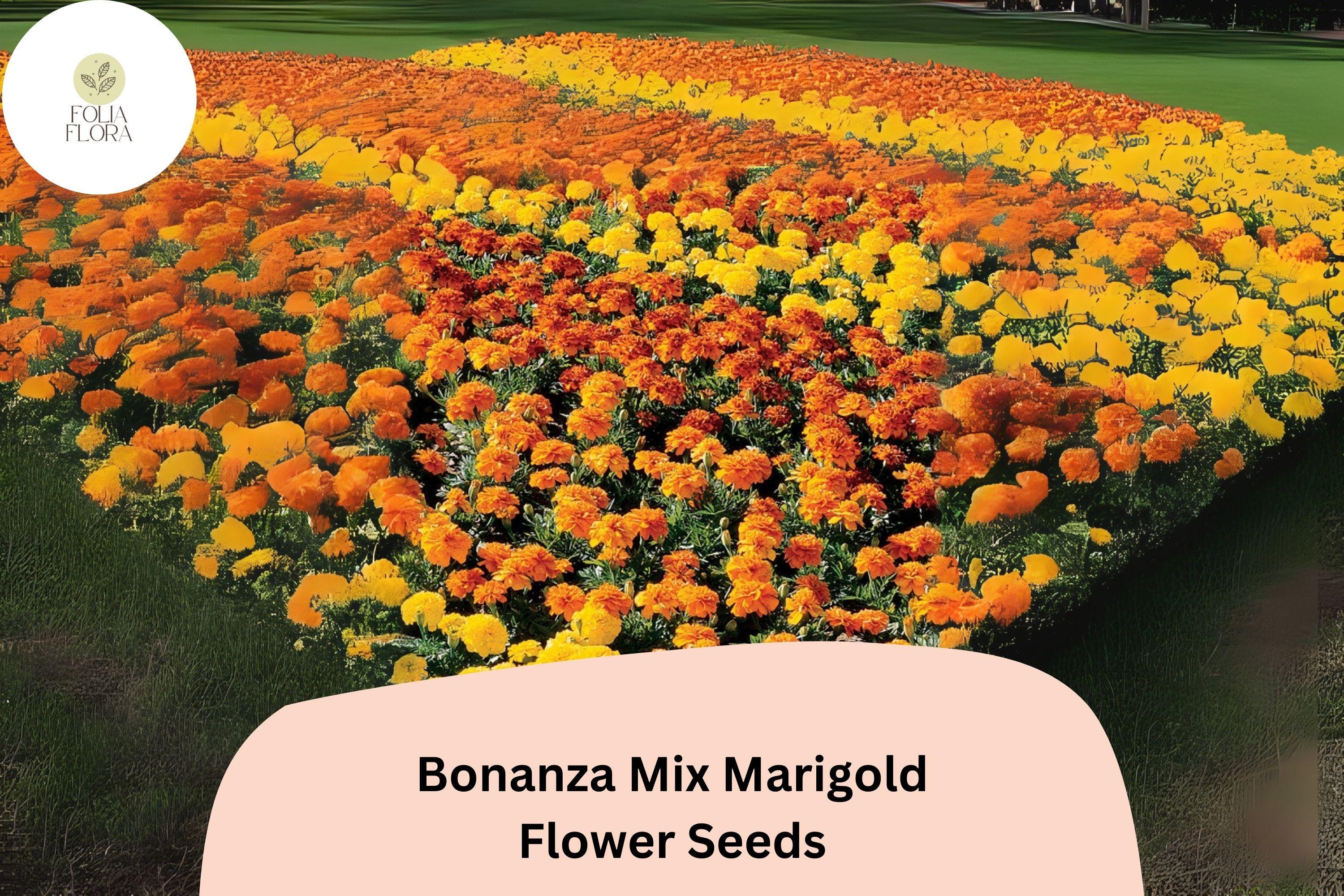 Bonanza Mix Marigold Seeds | Dwarf French Marigold Blend