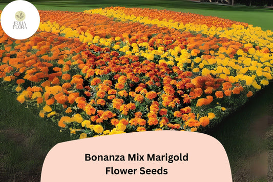 Bonanza Mix Marigold Seeds | Dwarf French Marigold Blend