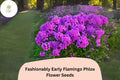 100+ Fashionably Early Flamingo Phlox Seeds â€“ Purple Garden Flowers, Phlox Hybrid
