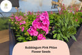 100+ Bubblegum Pink Phlox Seeds â€“ Bright Perennial Garden Flowers, Phlox paniculata