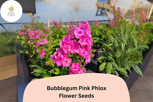 100+ Bubblegum Pink Phlox Seeds â€“ Bright Perennial Garden Flowers, Phlox paniculata