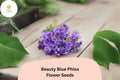 100+ Beauty Blue Phlox Seeds â€“ Perennial Garden Flowers, Phlox paniculata