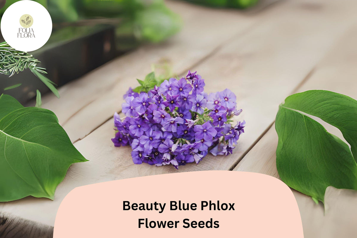 100+ Beauty Blue Phlox Seeds â€“ Perennial Garden Flowers, Phlox paniculata