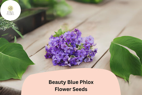 100+ Beauty Blue Phlox Seeds â€“ Perennial Garden Flowers, Phlox paniculata