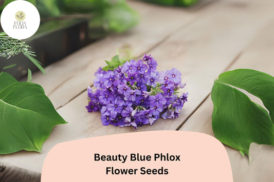 100+ Beauty Blue Phlox Seeds â€“ Perennial Garden Flowers, Phlox paniculata