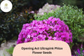 100+ Opening Act Ultrapink Phlox Seeds â€“ Vibrant Perennial Garden Flowers, Phlox Hybrid