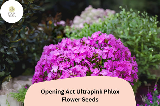100+ Opening Act Ultrapink Phlox Seeds â€“ Vibrant Perennial Garden Flowers, Phlox Hybrid