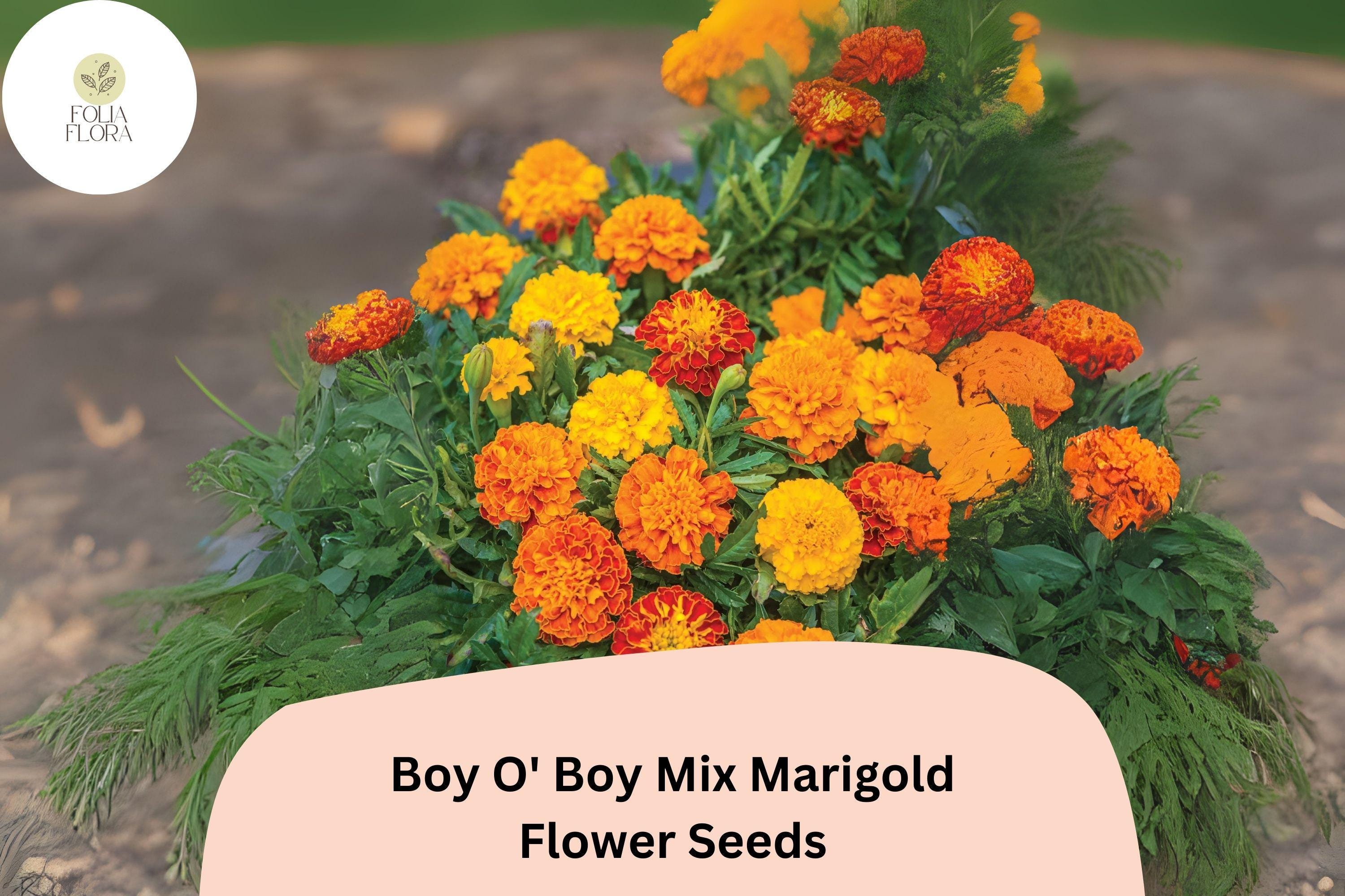 Dwarf French Marigold Seeds | Orange, Yellow & Red Blooms