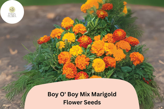 Dwarf French Marigold Seeds | Orange, Yellow & Red Blooms