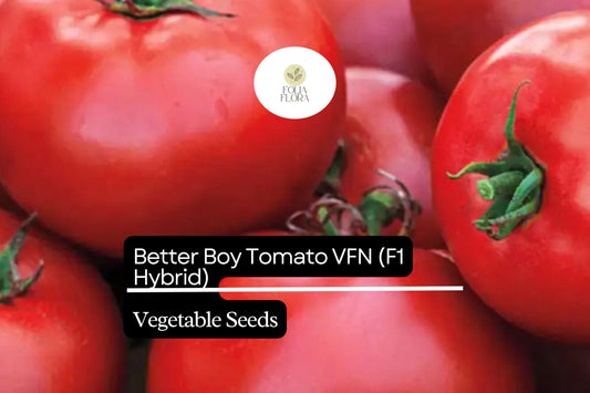 Better Boy Tomato Seeds | Hybrid, Large Red Fruit