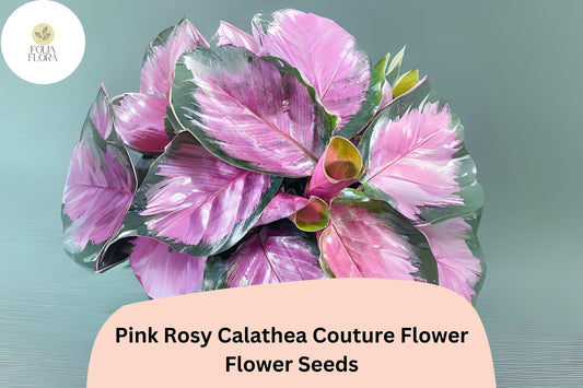 Pink Rosy Calathea Seeds | Exotic Tropical Foliage Plant