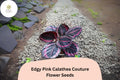 25+ Edgy Pink Calathea Seeds | Exotic Tropical Houseplant