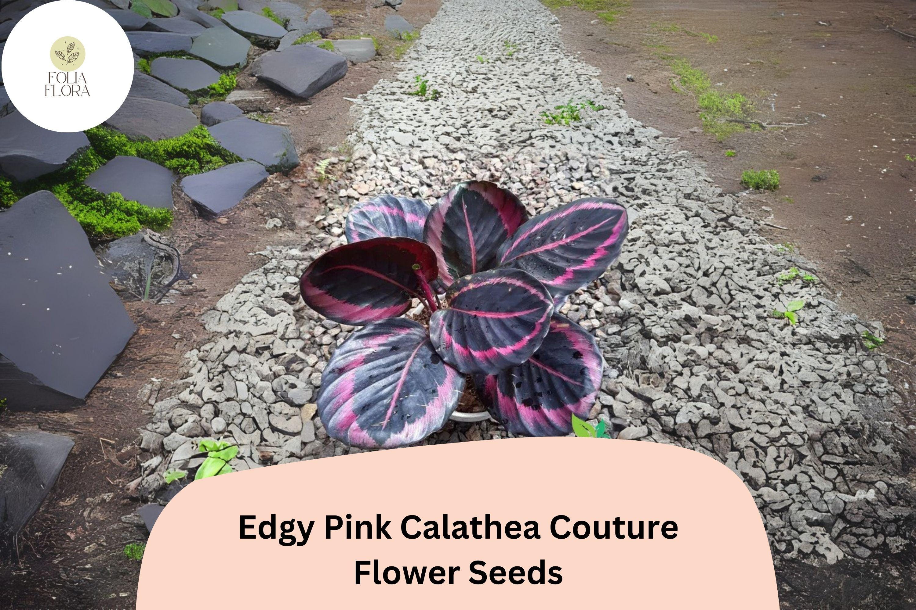 25+ Edgy Pink Calathea Seeds | Exotic Tropical Houseplant