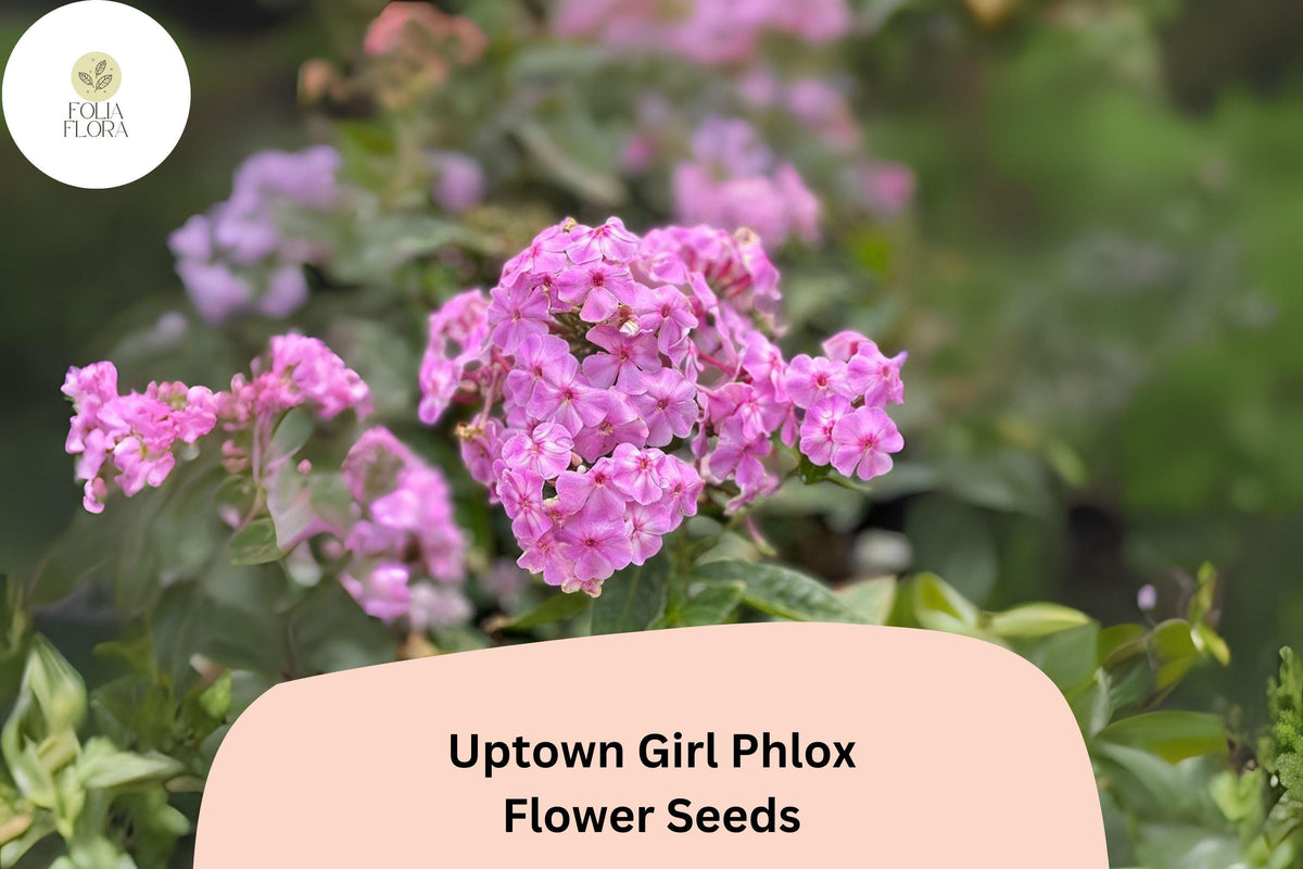 100+ Uptown Girl Phlox Seeds â€“ Perennial Phlox paniculata, Pink Blooms with Dark Eyes