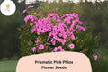 Prismatic Pink Phlox Seeds â€“ Summer Perennial Flowers