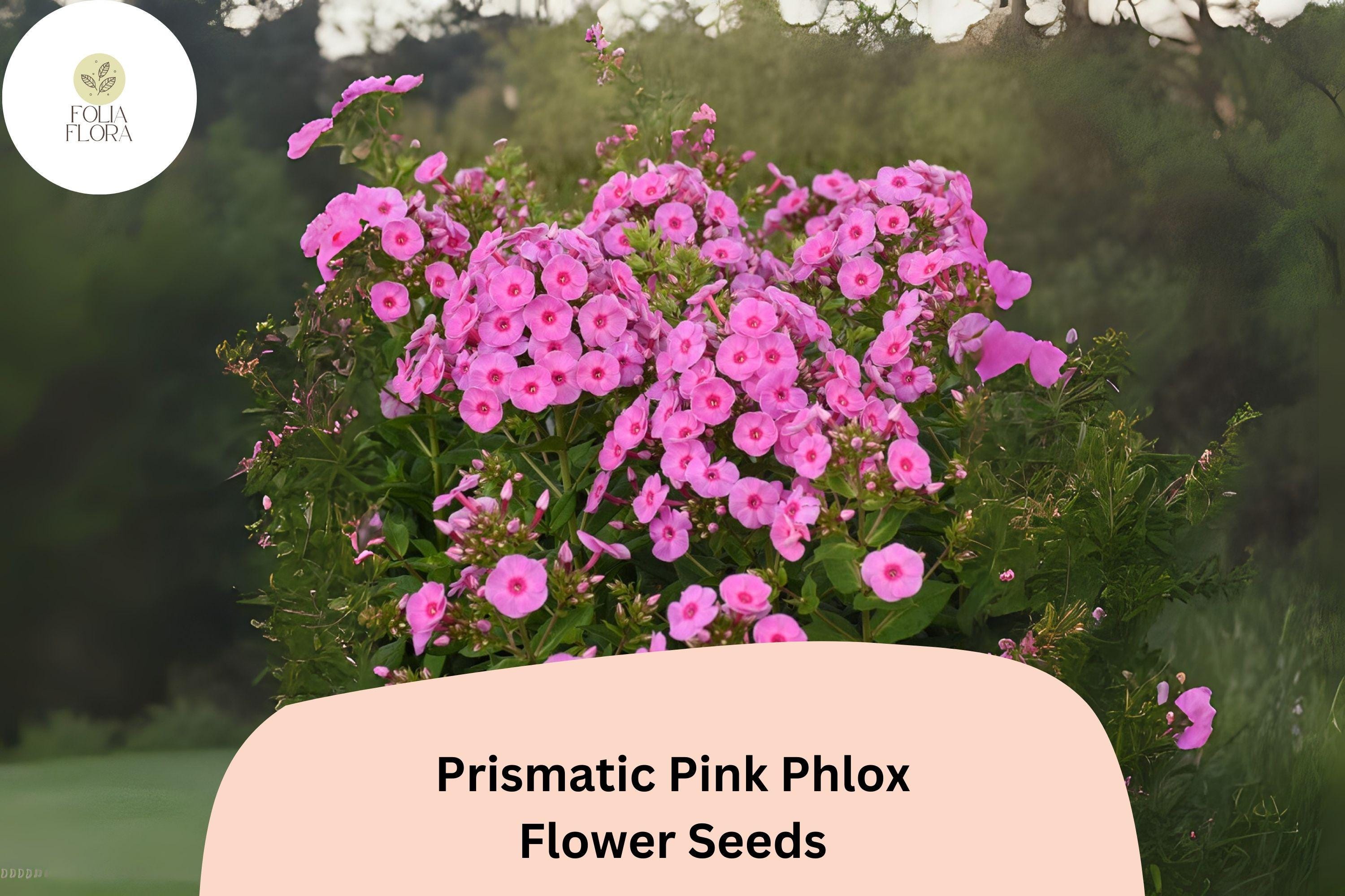 Prismatic Pink Phlox Seeds â€“ Summer Perennial Flowers