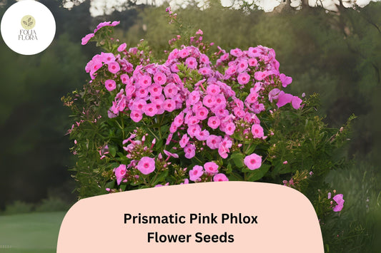 Prismatic Pink Phlox Seeds â€“ Summer Perennial Flowers