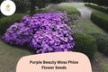 Purple Beauty Moss Phlox Seeds | Perennial Ground Cover