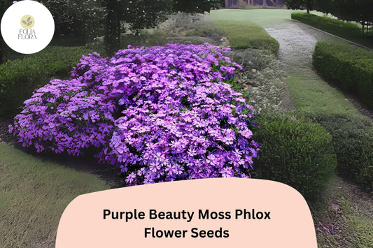 Purple Beauty Moss Phlox Seeds | Perennial Ground Cover