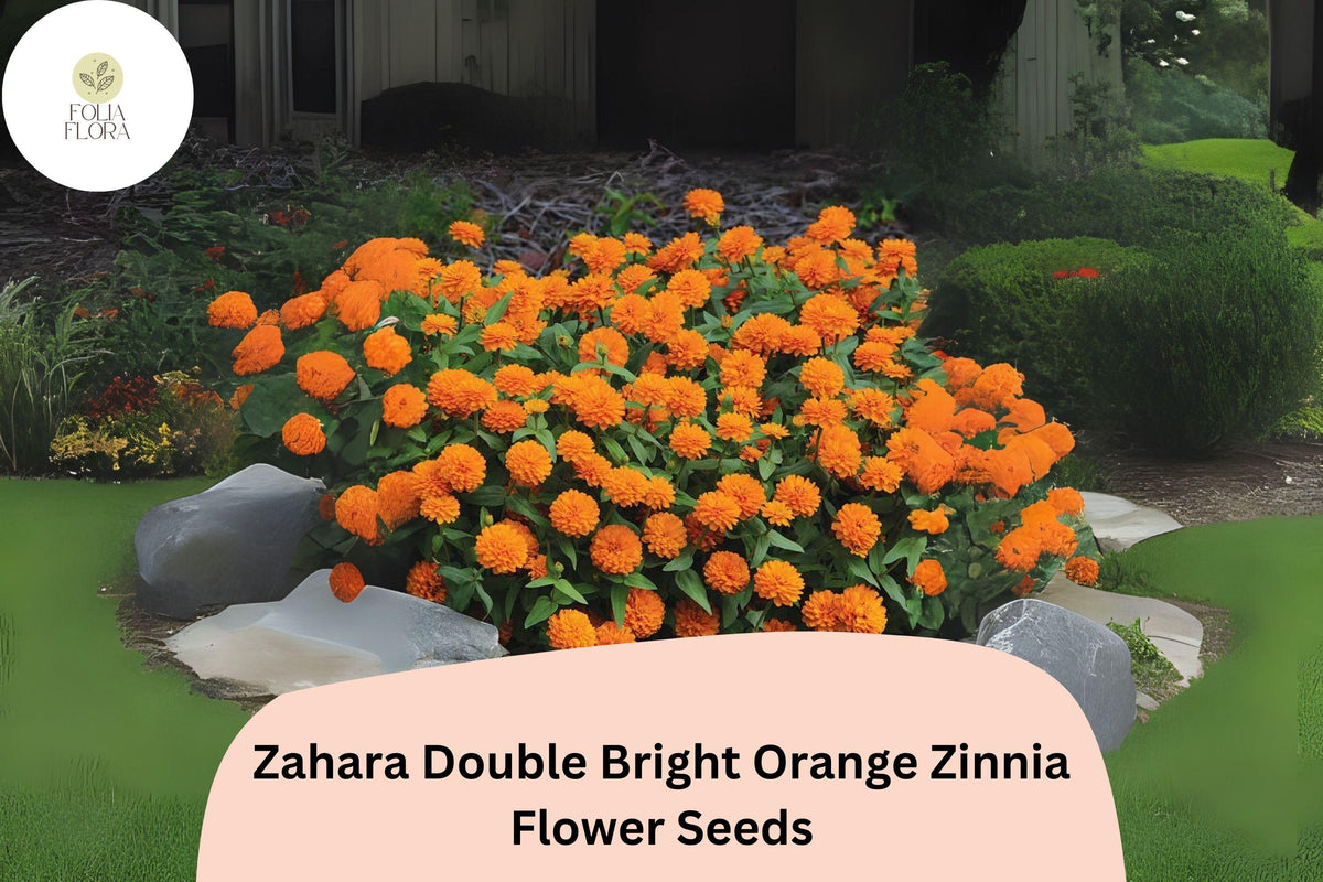Zahara Double Bright Orange Zinnia Seeds | Pollinator-Friendly Blooms