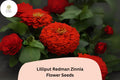 Lilliput Redman Zinnia Seeds | Heirloom Red-Orange Blooms