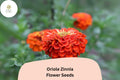 Oriole Zinnia Seeds | Orange-Scarlet Blooms, Pollinator Friendly