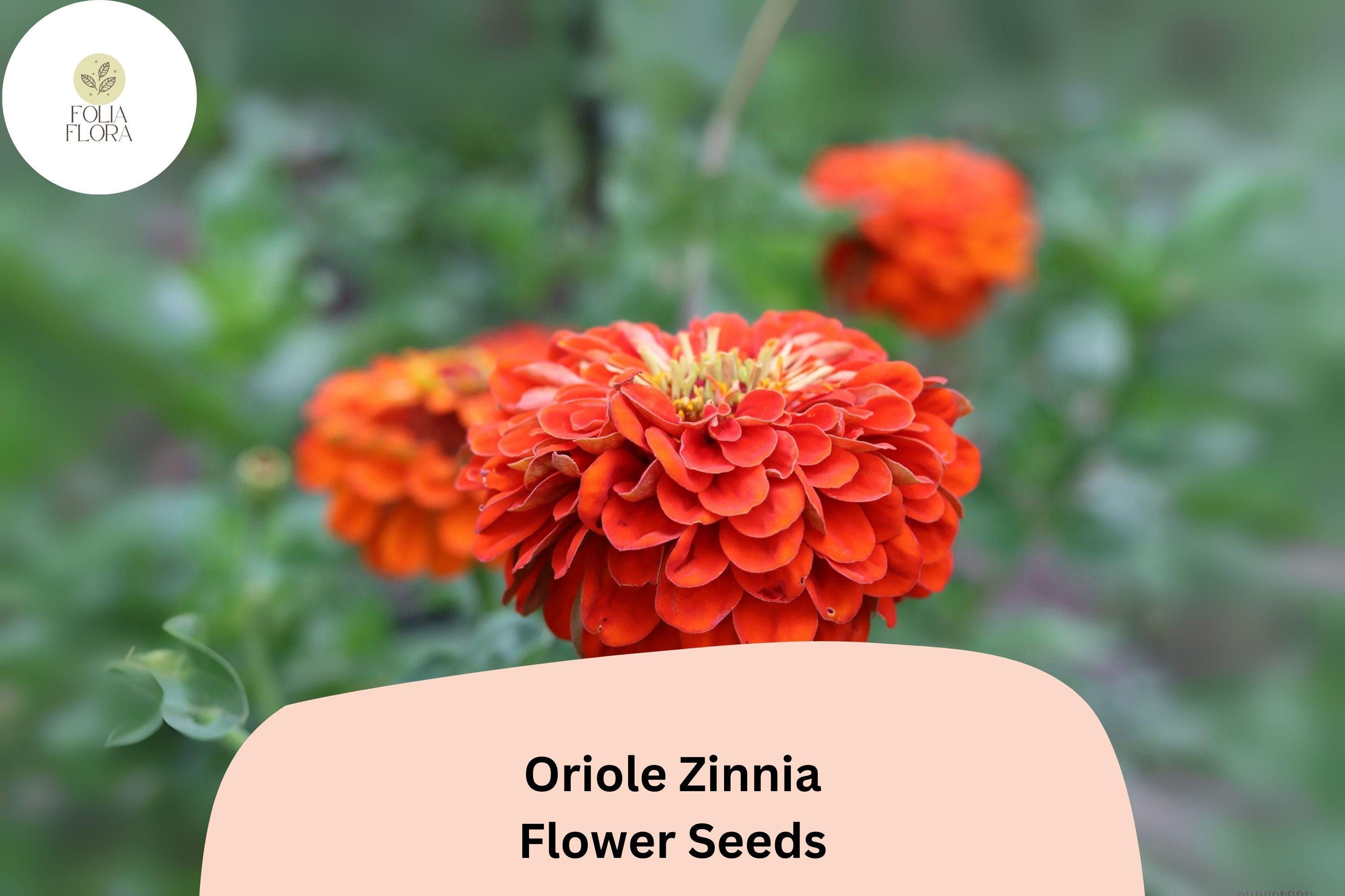 Oriole Zinnia Seeds | Orange-Scarlet Blooms, Pollinator Friendly