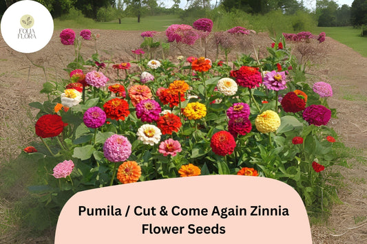 Pumila Zinnia Seeds | Cut & Come Again Mix, Pollinator Friendly Blooms