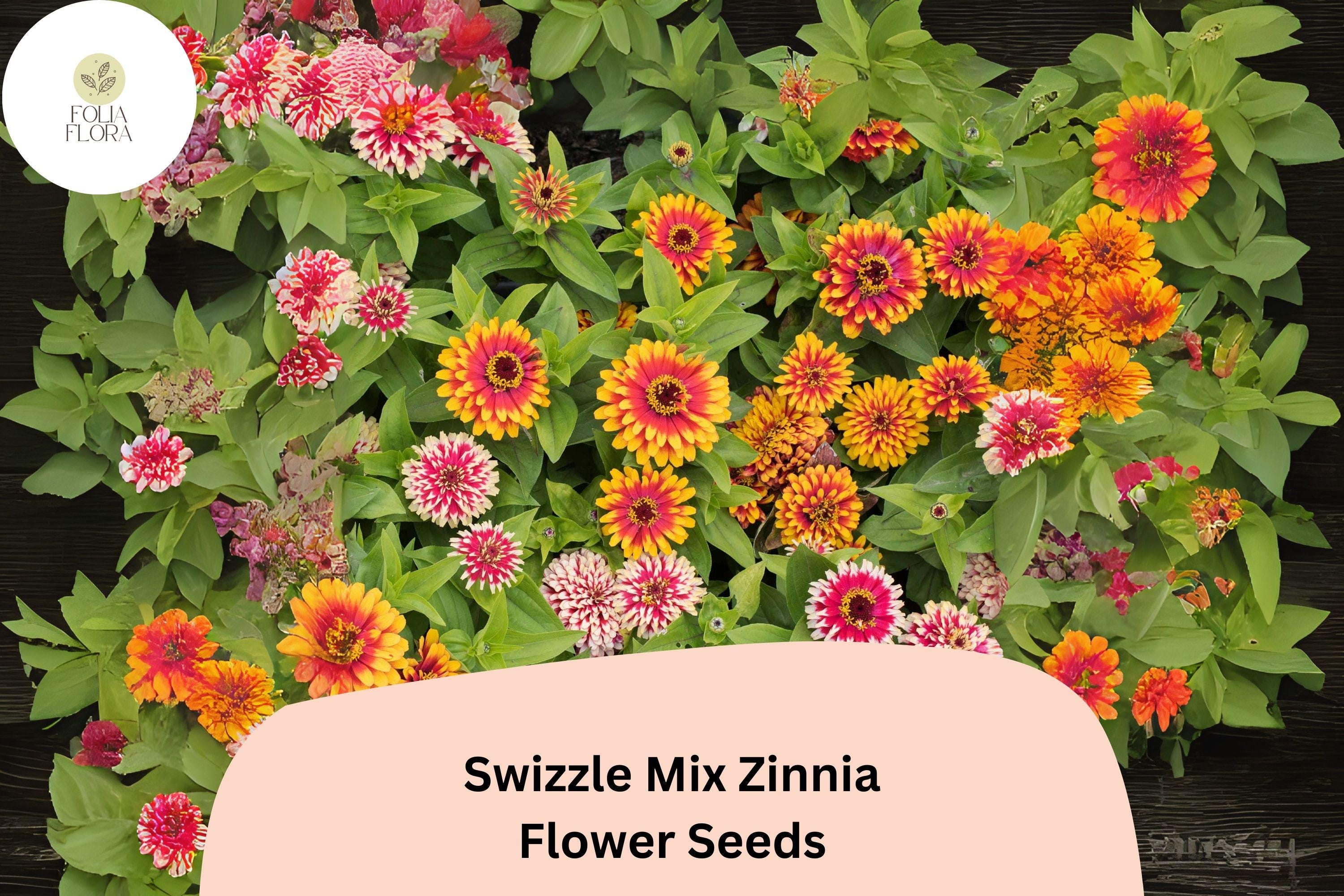 Swizzle Mix Zinnia Seeds | Two-Toned Annual Cut Flowers