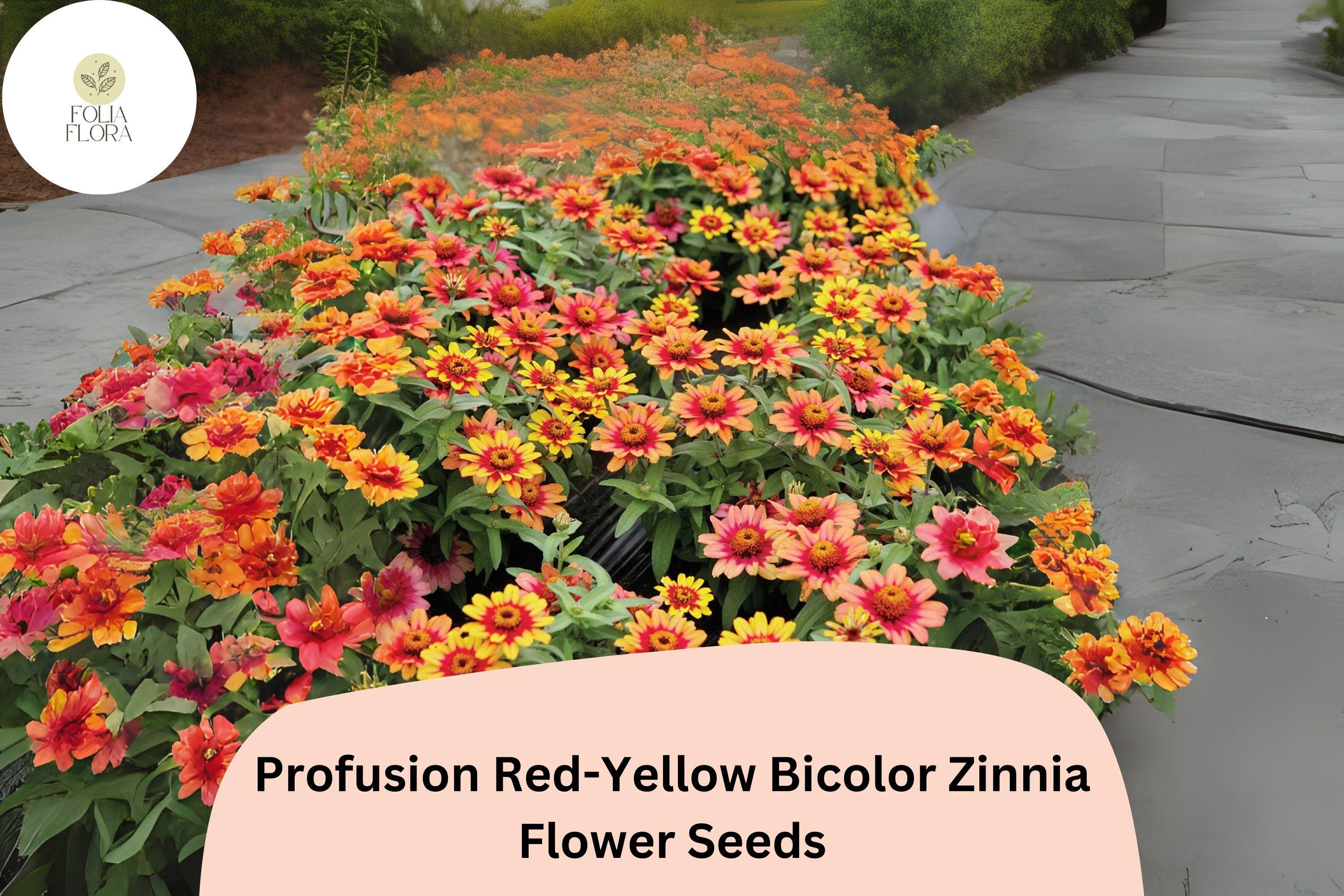 Profusion Red-Yellow Zinnia Seeds | Bicolor Garden Flowers