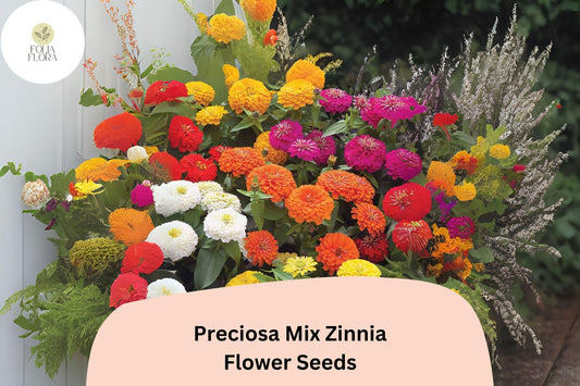 Preciosa Mix Zinnia Seeds, Colorful Annual Flowers for Garden, Borders & Bouquets, Zinnia elegans