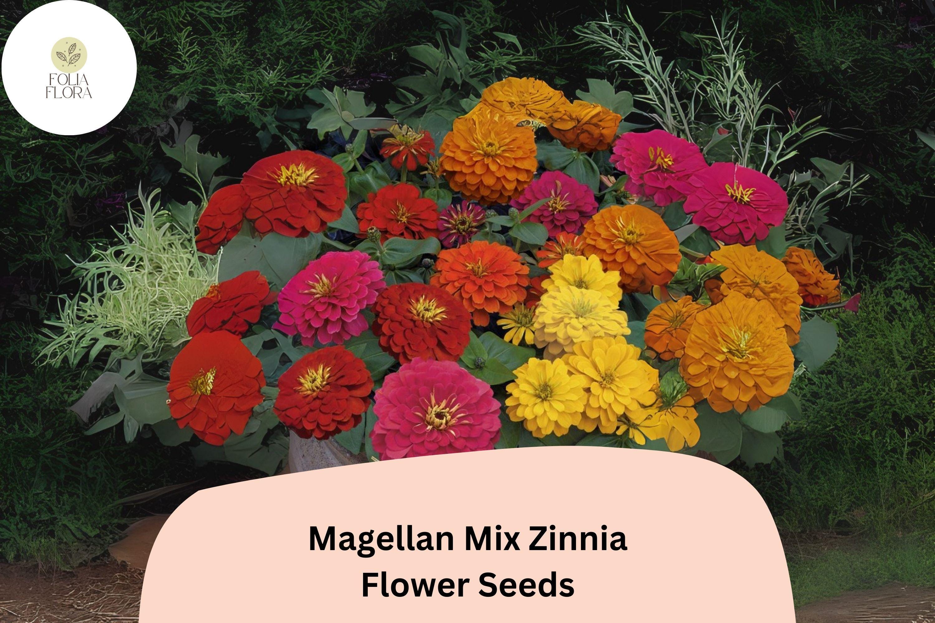 Magellan Mix Zinnia Seeds | Vibrant Garden Flowers