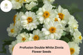 White Zinnia Seeds | Profusion Double Blooms, Cut Flower Variety
