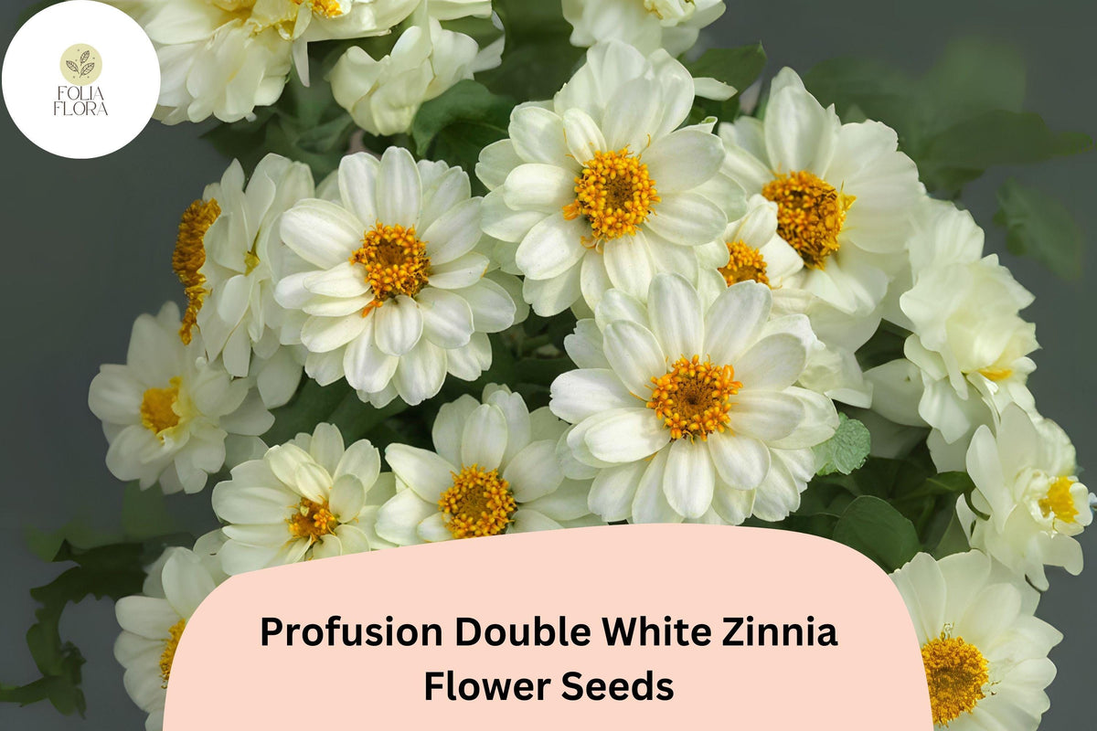 White Zinnia Seeds | Profusion Double Blooms, Cut Flower Variety
