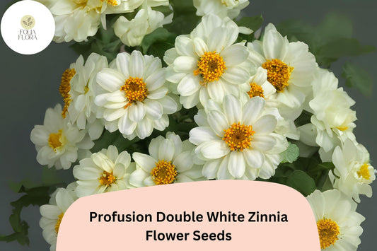 White Zinnia Seeds | Profusion Double Blooms, Cut Flower Variety
