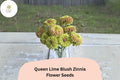 Queen Lime Blush Zinnia Seeds | Pastel Garden Flowers