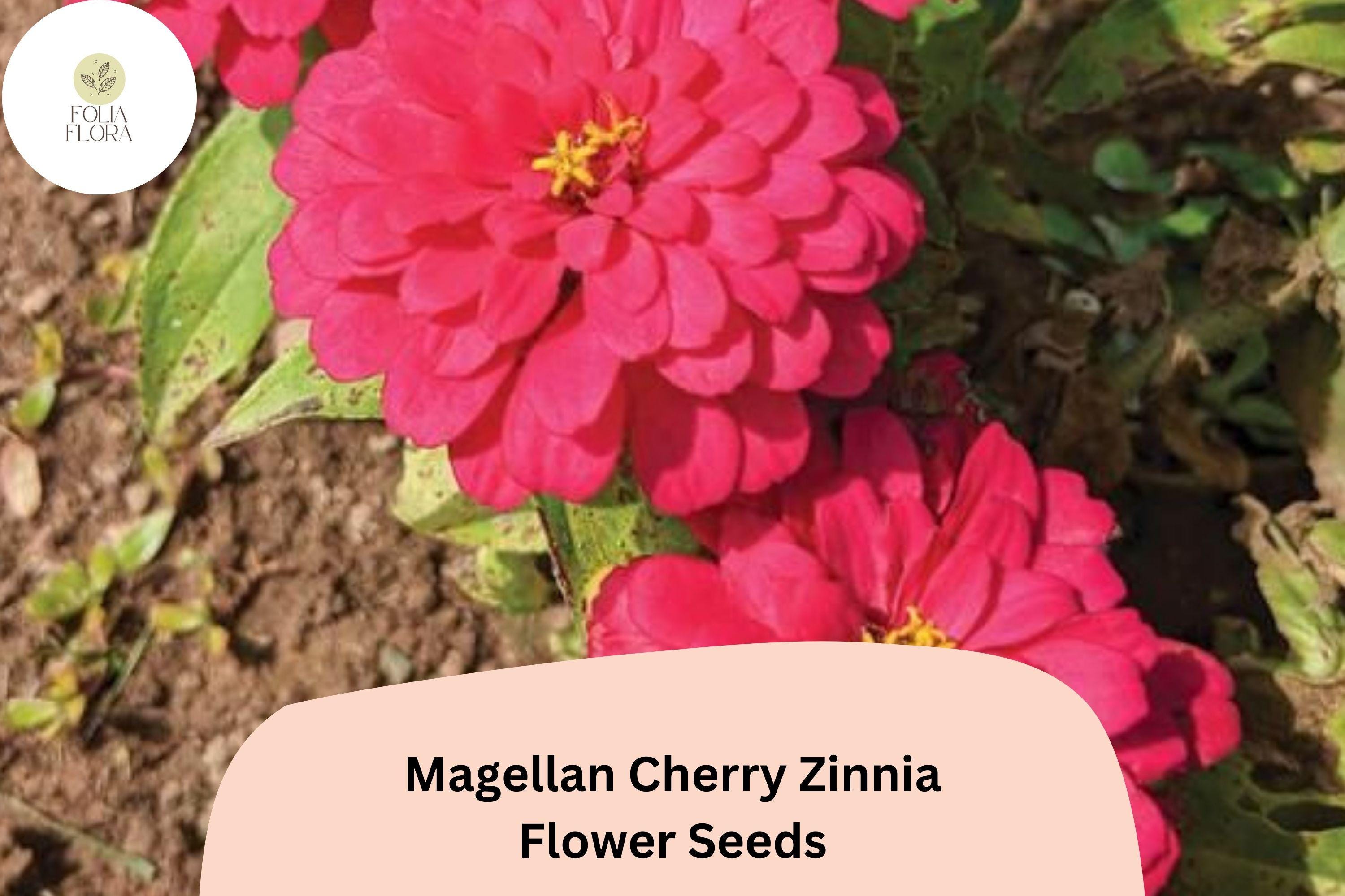 Magellan Cherry Zinnia Seeds | Vibrant Pink Blooms, Cut Flower Variety