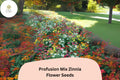 Profusion Mix Zinnia Seeds: Colorful, Compact Blooms - Pollinator Friendly