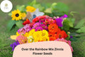 Over the Rainbow Mix Zinnia Seeds â€“ 100+ Colorful Annual Garden Flowers for Easy Planting