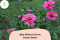 Miss Willmott Zinnia Seeds â€“ 100+ Salmon-Pink Annual Garden Flowers for Planting