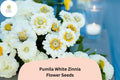 100+ Pumila White Zinnia Seeds â€“ Elegant Pure White Garden Flowers, Easy to Grow Annuals