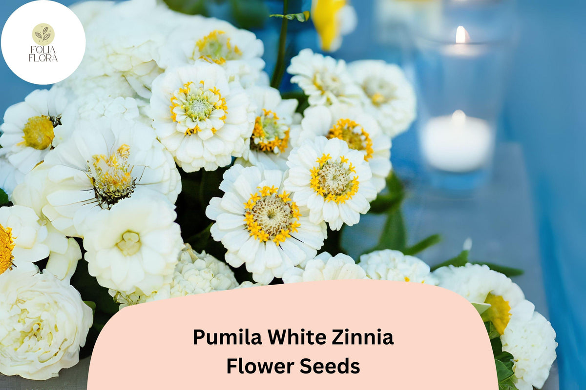 100+ Pumila White Zinnia Seeds â€“ Elegant Pure White Garden Flowers, Easy to Grow Annuals