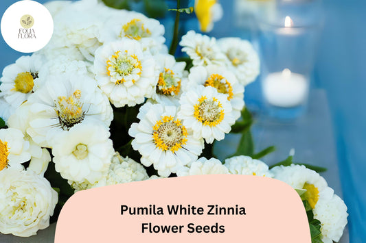 100+ Pumila White Zinnia Seeds â€“ Elegant Pure White Garden Flowers, Easy to Grow Annuals