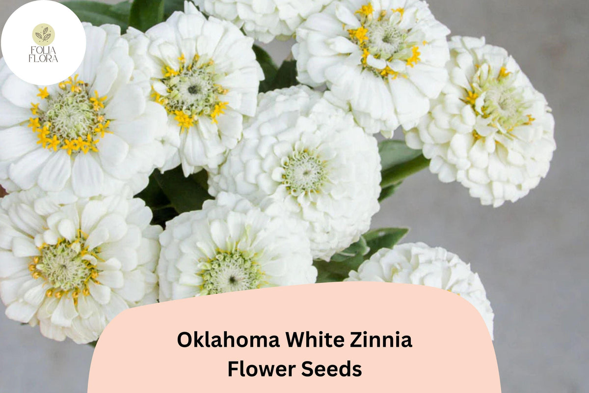 100+ Oklahoma White Zinnia Seeds â€“ Long-Lasting Pure White Blooms, Cut Flower Garden Annuals