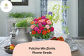 Pulcino Mix Zinnia Seeds: Dwarf Zinnia elegans for Pollinator Gardens