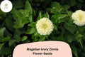Magellan Ivory Zinnia Seeds: Creamy White Blooms for Cut Flower Gardens