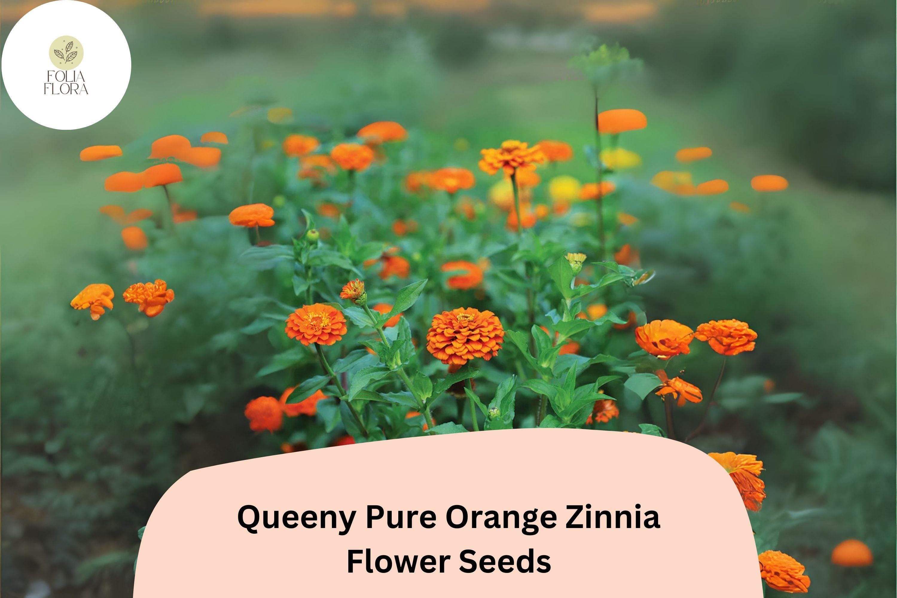 Queeny Orange Zinnia Seeds: Double Blooms, Cut Flowers
